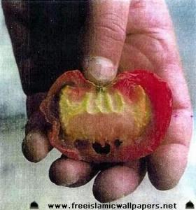 ALLAH-name on tomato